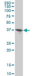 DUSP9 Antibody in Western Blot (WB)