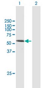 DVL1 Antibody in Western Blot (WB)