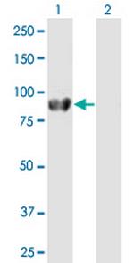 DVL2 Antibody in Western Blot (WB)