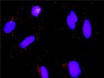 E2F3 Antibody in Proximity Ligation Assay (PLA) (PLA)