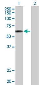 E2F4 Antibody in Western Blot (WB)