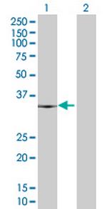 E2F6 Antibody in Western Blot (WB)