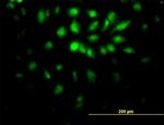 E2F6 Antibody in Immunocytochemistry (ICC/IF)