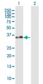 EBI2 Antibody in Western Blot (WB)