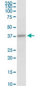 EDG3 Antibody in Western Blot (WB)