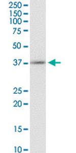 EDG3 Antibody in Western Blot (WB)