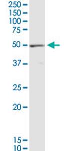 EEF1G Antibody in Western Blot (WB)