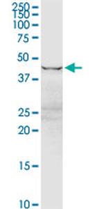 EEF1G Antibody in Western Blot (WB)