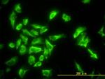 EEF1G Antibody in Immunocytochemistry (ICC/IF)