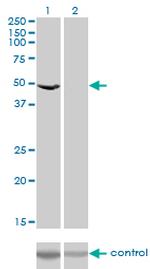 EEF1G Antibody in Western Blot (WB)