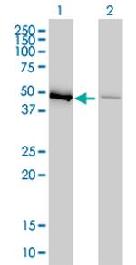 EEF1G Antibody in Western Blot (WB)