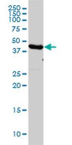 EEF1G Antibody in Western Blot (WB)