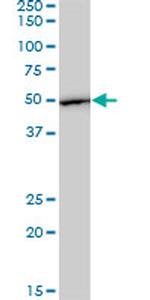 EEF1G Antibody in Western Blot (WB)