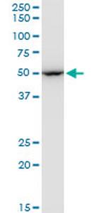 EEF1G Antibody in Western Blot (WB)