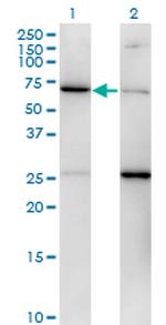 EIF2S3 Antibody in Western Blot (WB)