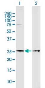 EIF4E Antibody in Western Blot (WB)