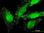 ELA2 Antibody in Immunocytochemistry (ICC/IF)