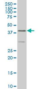 ELF3 Antibody in Western Blot (WB)