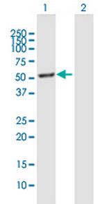 ELN Antibody in Western Blot (WB)