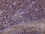 EMD Antibody in Immunohistochemistry (Paraffin) (IHC (P))