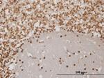 EN1 Antibody in Immunohistochemistry (Paraffin) (IHC (P))