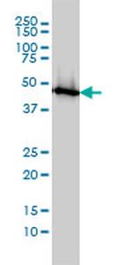 ENO1 Antibody in Western Blot (WB)