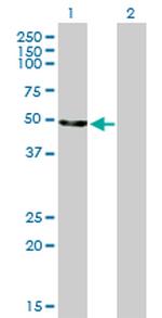 ENO2 Antibody in Western Blot (WB)