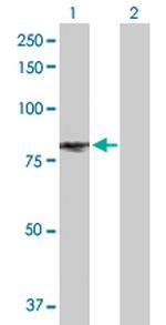 EPAS1 Antibody in Western Blot (WB)