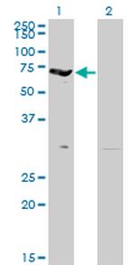 EPB42 Antibody in Western Blot (WB)