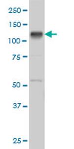 EPHB3 Antibody in Western Blot (WB)