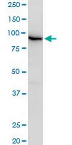 EPS8 Antibody in Western Blot (WB)