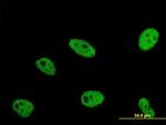 ERH Antibody in Immunocytochemistry (ICC/IF)