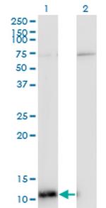 ERH Antibody in Western Blot (WB)