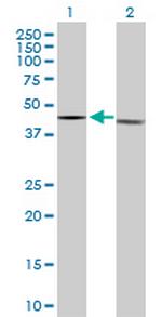 ESRRA Antibody in Western Blot (WB)