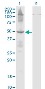 ETF1 Antibody in Western Blot (WB)