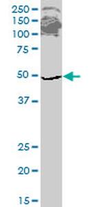 ETF1 Antibody in Western Blot (WB)