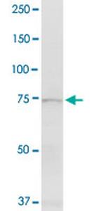 EXT1 Antibody in Western Blot (WB)