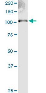 EXT2 Antibody in Western Blot (WB)