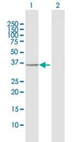 EXTL2 Antibody in Western Blot (WB)