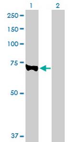 EZH2 Antibody in Western Blot (WB)