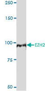 EZH2 Antibody in Western Blot (WB)