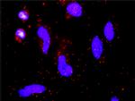 F7 Antibody in Proximity Ligation Assay (PLA) (PLA)