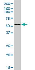 F7 Antibody in Western Blot (WB)