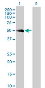 F7 Antibody in Western Blot (WB)