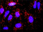 F8 Antibody in Proximity Ligation Assay (PLA) (PLA)