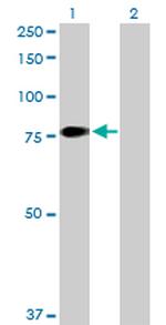 F11 Antibody in Western Blot (WB)