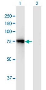 ACSL3 Antibody in Western Blot (WB)