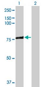 ACSL3 Antibody in Western Blot (WB)