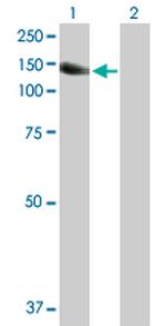 PTK2B Antibody in Western Blot (WB)