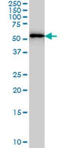 FARSLA Antibody in Western Blot (WB)